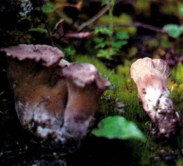 Gomphus orientalis Petersen etZang